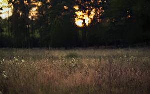 Превью обои поле, пейзаж, трава, деревья, закат