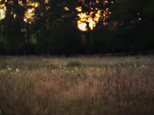 Превью обои поле, пейзаж, трава, деревья, закат