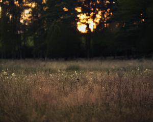 Превью обои поле, пейзаж, трава, деревья, закат