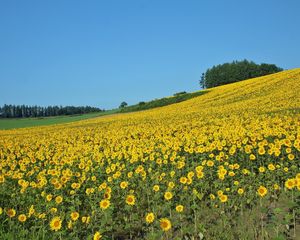 Превью обои поле, подсолнухи, лето, склон, хозяйство, культура