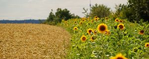 Превью обои поле, подсолнухи, трава, небо