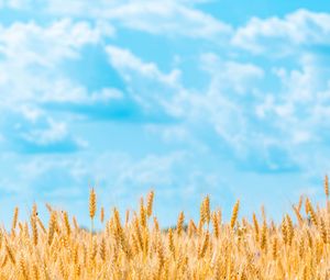 Превью обои поле, пшеница, колоски, небо, облака