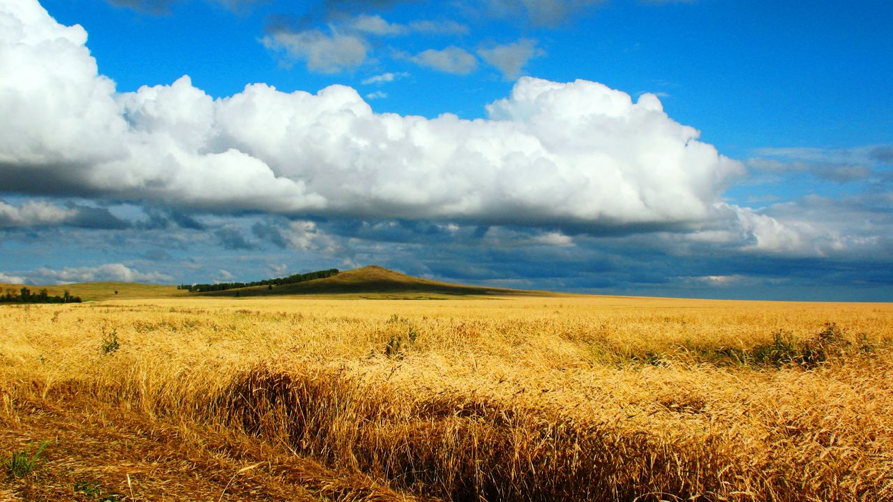 Обои поле, пшеница, осень, уборка, казахстан, петропавловск, небеса, облако, даль, бескрайний
