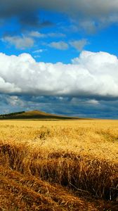 Превью обои поле, пшеница, осень, уборка, казахстан, петропавловск, небеса, облако, даль, бескрайний