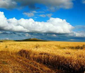 Превью обои поле, пшеница, осень, уборка, казахстан, петропавловск, небеса, облако, даль, бескрайний