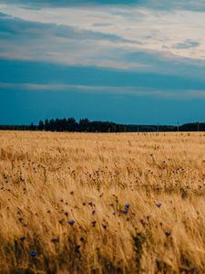 Превью обои поле, пшеница, васильки, цветы, природа