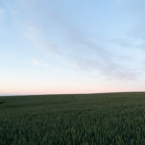 Превью обои поле, растения, сумерки, пейзаж, минимализм
