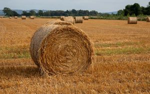Превью обои поле, сено, деревья, небо, пейзаж