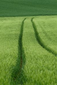 Превью обои поле, следы, пшеница, зеленый