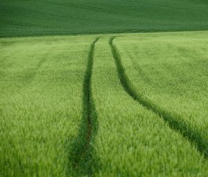 Превью обои поле, следы, пшеница, зеленый