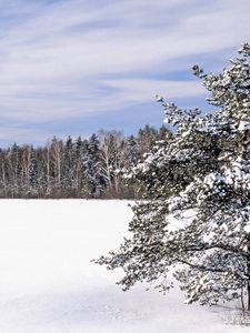 Превью обои поле, снег, сугробы, деревья