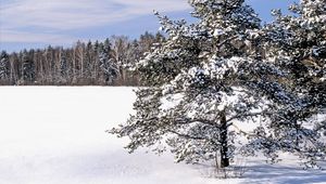 Превью обои поле, снег, сугробы, деревья