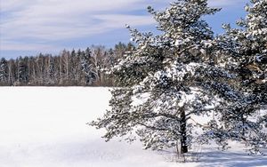 Превью обои поле, снег, сугробы, деревья