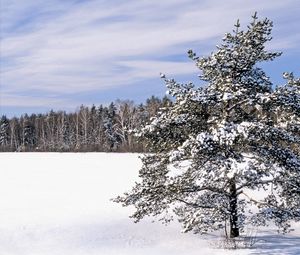 Превью обои поле, снег, сугробы, деревья