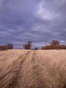 Превью обои поле, трава, деревья, небо, облака