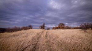 Превью обои поле, трава, деревья, небо, облака