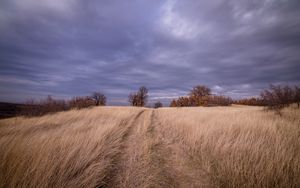 Превью обои поле, трава, деревья, небо, облака