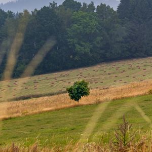 Превью обои поле, трава, деревья, склон