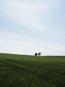 Превью обои поле, трава, деревья, природа