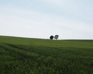 Превью обои поле, трава, деревья, природа