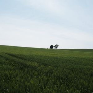 Превью обои поле, трава, деревья, природа