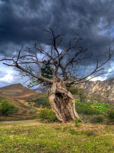 Превью обои поле, трава, дерево, горы, камни, небо, hdr