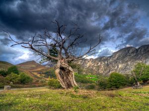 Превью обои поле, трава, дерево, горы, камни, небо, hdr