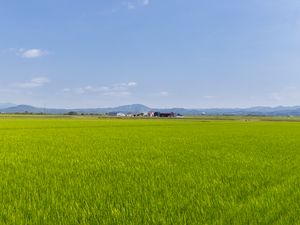 Превью обои поле, трава, домики, пейзаж, природа, минимализм