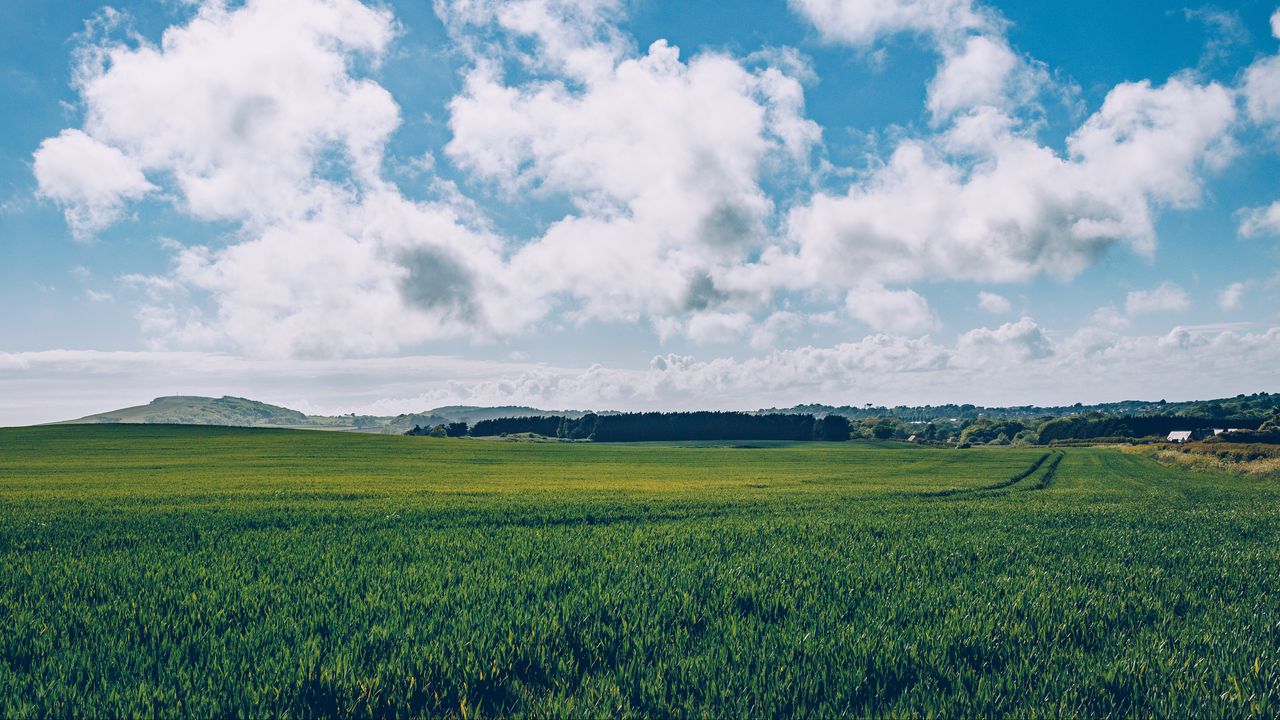 Обои поле, трава, горизонт