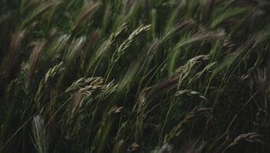 Превью обои поле, трава, колоски, растительность