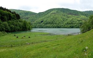 Превью обои поле, трава, лето, красиво, дерево