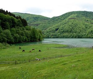 Превью обои поле, трава, лето, красиво, дерево