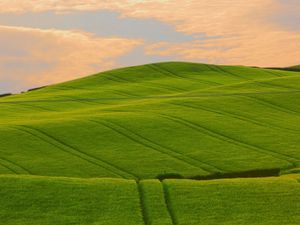 Превью обои поле, трава, лето, небо, красиво