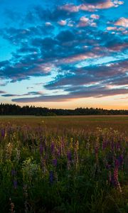 Превью обои поле, трава, небо, лето, закат