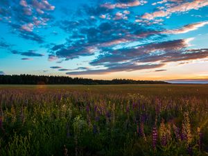 Превью обои поле, трава, небо, лето, закат