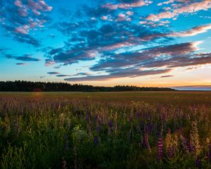 Превью обои поле, трава, небо, лето, закат