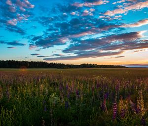 Превью обои поле, трава, небо, лето, закат