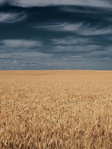 Превью обои поле, трава, небо, облака