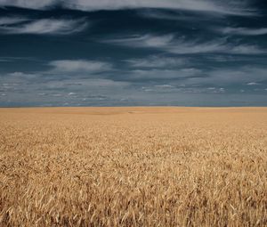 Превью обои поле, трава, небо, облака