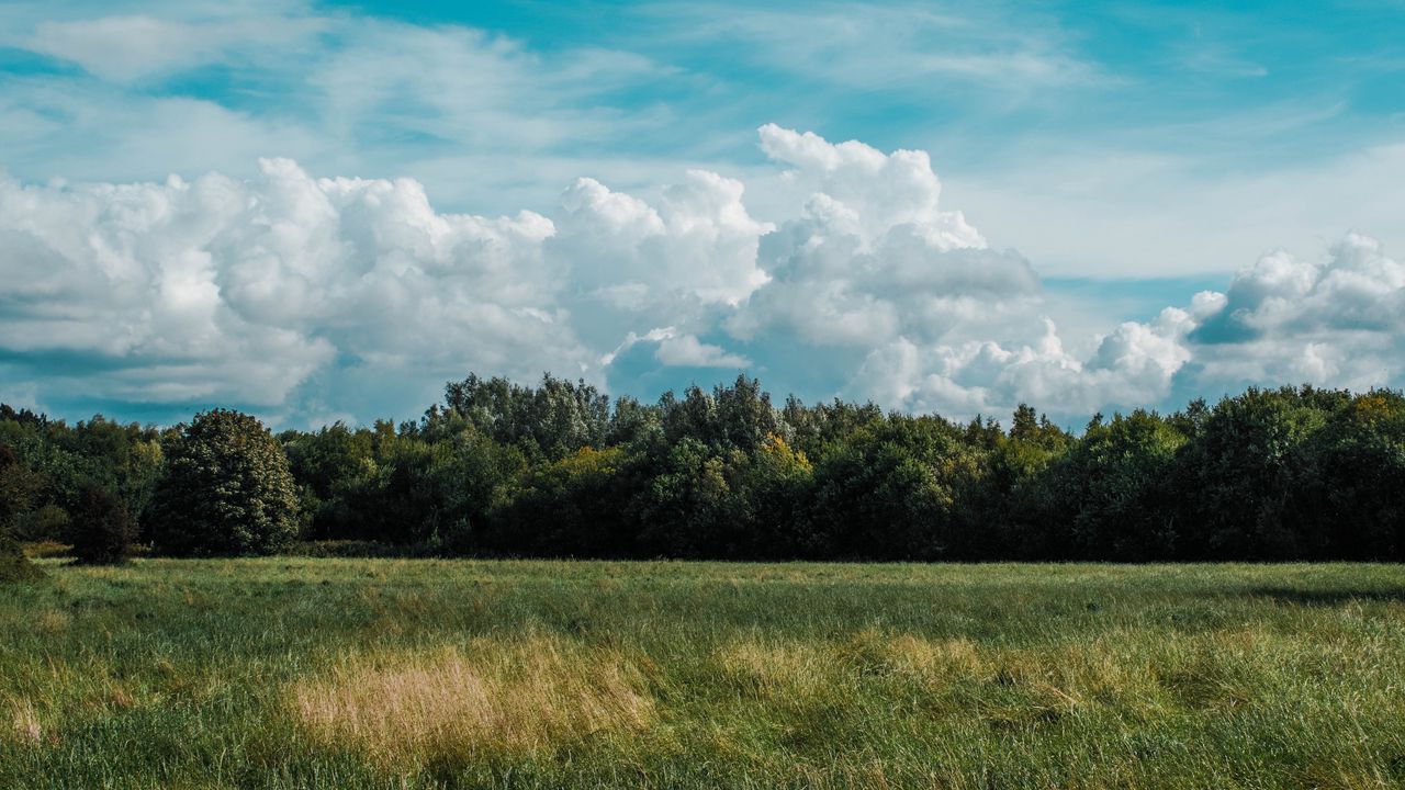 Обои поле, трава, облака, деревья