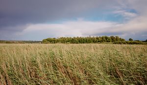 Превью обои поле, трава, пейзаж, деревья