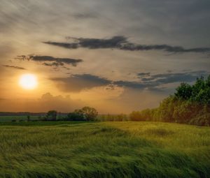 Превью обои поле, трава, солнце, лучи, простор