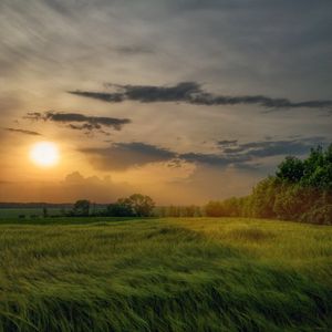 Превью обои поле, трава, солнце, лучи, простор