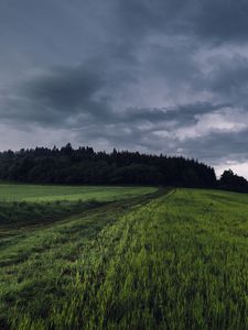 Превью обои поле, трава, тропинка, пасмурно