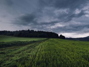 Превью обои поле, трава, тропинка, пасмурно