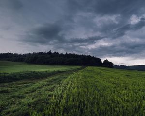 Превью обои поле, трава, тропинка, пасмурно