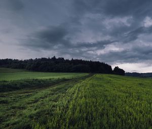 Превью обои поле, трава, тропинка, пасмурно