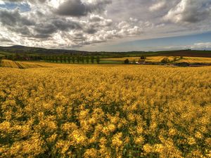 Превью обои поле, трава, цветы, небо