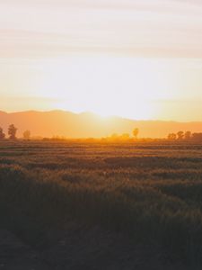 Превью обои поле, трава, закат