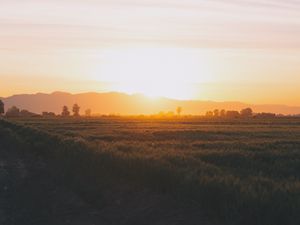 Превью обои поле, трава, закат